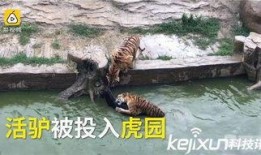 大驴爆料胜仔视频大全最新,胜仔视频大全精彩瞬间大盘点